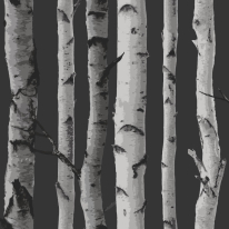 Fine Decor Distinctive Birch Tree Black/Silver Wallpaper - FD31052