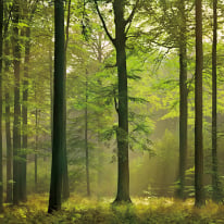 Anaglypta Wall-art Autumn Forest Green Wall Mural - 5419-8