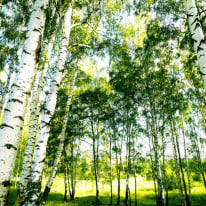 Anaglypta Wall-art Sunshine Forest Wall Mural - 5429-8