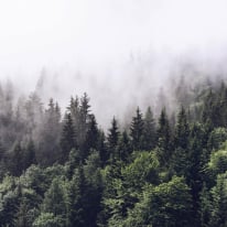 Anaglypta Wall-art Forest Mist Green Wall Mural - 5433-8