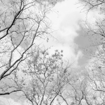 Anaglypta Wall-art Tree Tops Black/White Wall Mural - 5434-8