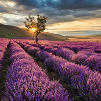 Anaglypta Wall-art Lavender in the Provence Wall Mural - 5484-8