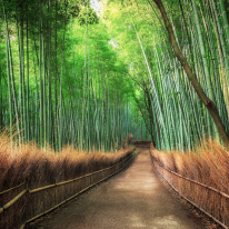 Anaglypta Wall-art Bamboo Grove Kyoto Wall Mural - 5460-8