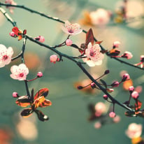 Anaglypta Wall-art Spring Awakening Wall Mural - 5520-8