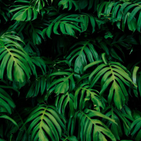 Origin Rainforest Leaves Emerald Wall Mural - MUR122