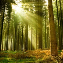 Origin Spruce Forest Wall Mural - MUR123