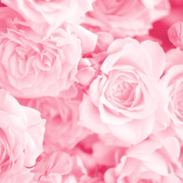 Origin Petals Rose Pink Wall Mural - MUR127