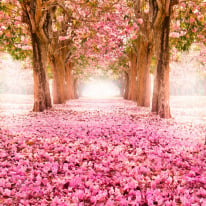Origin Blossom Trees Rose Pink Wall Mural - MUR135
