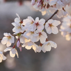 Anaglypta Wall-art Cherry Blossoms Wall Mural - 5494-8