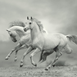 Anaglypta Wall-art White Wild Horses Wall Mural - 5519-8