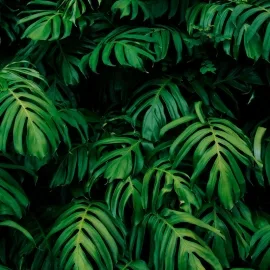Origin Rainforest Leaves Emerald Wall Mural - MUR122