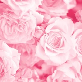 Origin Petals Rose Pink Wall Mural - MUR127