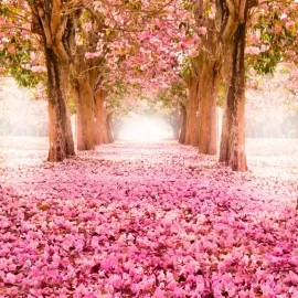 Origin Blossom Trees Rose Pink Wall Mural - MUR135