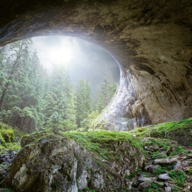 Anaglypta Wall-art Cave in The Forest Wall Mural - 5078-8