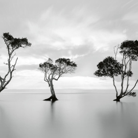 Anaglypta Wall-art Trees In The Still Water Wall Mural - 5095-8